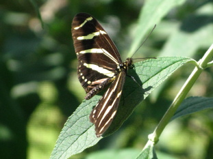 A resident of the butterfly exhibit at the Natural History Museum in Los Angeles.
