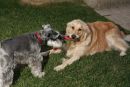 Jake and his new BFF, Pepper, doing their tug-of-war thing...